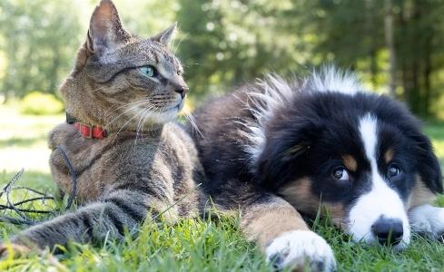 Abandon animaux chien chat