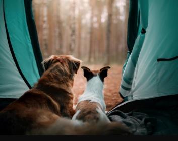 Annuaire camping acceptant animaux camping acceptant chien chat