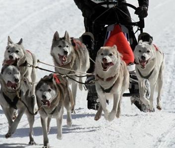 Annuaire musher conducteur chien de traineau cani vtt