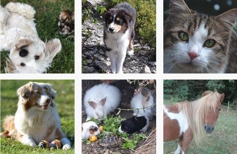 Annuaire naturopathe animalier naturopathe canin felin equin bovin naturopathie animale