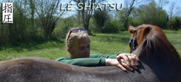 Annuaire shiatsu animalier praticien shiatsu equin canin felin bovin soin animalier