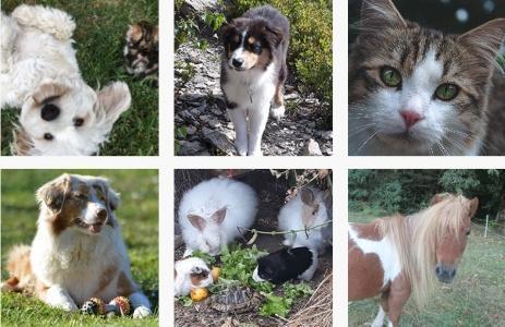 Avocat droit animalier marseille droit veterinaire equin canin felin bouches du rhone