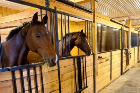 Avocat droit equin droit animalier contrat vente chevaux de course