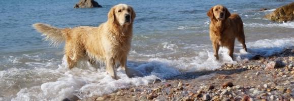 Beach for dog