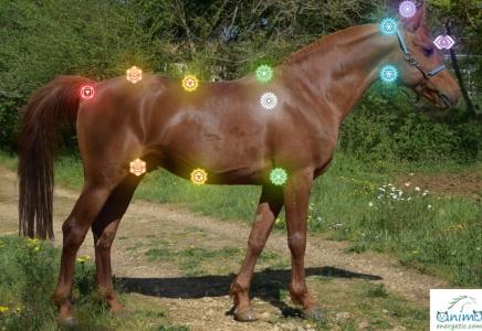 Communication animale angouleme communicant animalier cognac reiki animalier charente 16