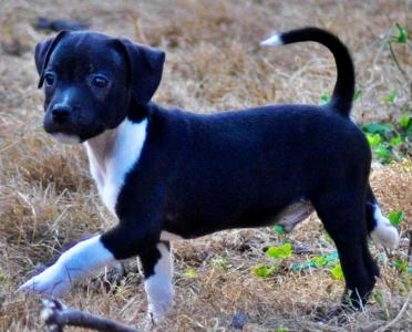 Communication animale pau soins energetiques animaliers pyrenees atlantiques