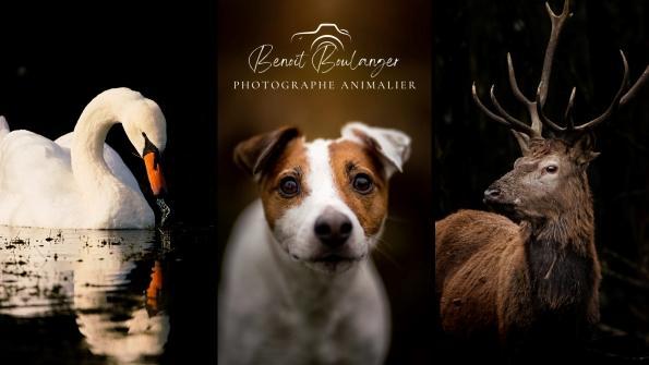 Dog photographer cat photographer horse photographer