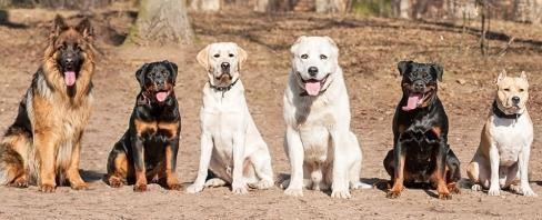 Dresseur chien de cinema coach canin comportementaliste canin