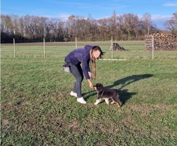 Educateur canin colmar dresseur chien mulhouse comportementaliste canin haut rhin