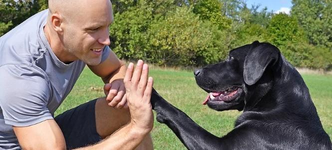 Educateur canin plelan le grand comportementaliste canin paimpont coach canin ille et vilaine 35