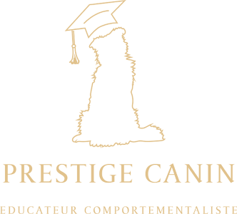 Educateur canin plelan le grand comportementaliste canin paimpont coach canin ille et vilaine 35