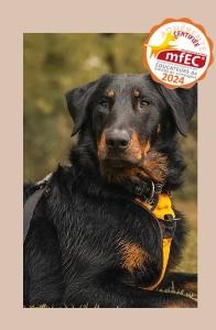 Educateur canin rennes coach canin ille et vilaine education canine