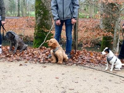 Educateur canin rennes coach canin ille et vilaine education canine 35