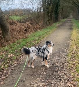 Educateur canin rennes education canine fougeres dresseur de chien ille et vilaine