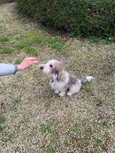 Educateur canin rennes education canine fougeres dresseur de chien ille et vilaine 35 agility chien cani rando