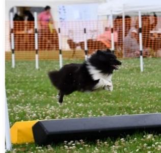 Educateur canin rouen education canine seine maritime coach canin 76 comportementaliste canin
