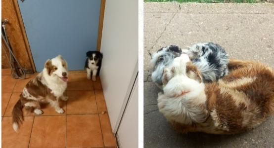 14 Eleveur Berger Australien & Border Collie - Caen