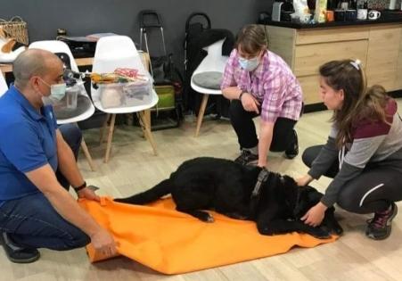 Formation animaliere formation educateur canin premiers secours animaliers pet sitter toiletteur animaux naturopathe animalier osteopathe animalier