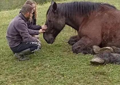 Formation communication animale auch formation communicateur animalier gers 32 3