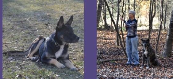 Formation education canine gap formation psychologie canine briancon formation comportementalisme canin hautes alpes 05