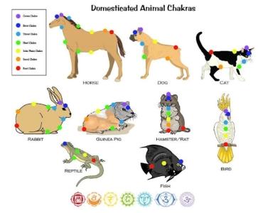 Magnetiseur animaux laval guerisseur animaux mayenne soins energetiques animaliers 53 2