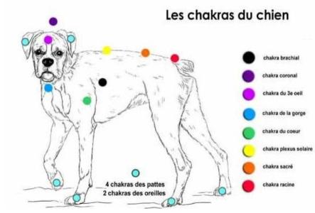 Magnetiseur animaux laval guerisseur animaux mayenne soins energetiques animaliers 53 3