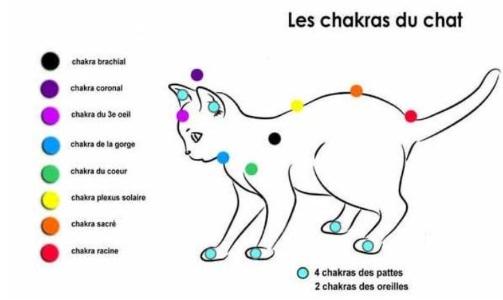 Magnetiseur animaux le mans guerisseur animaux sarthe soins energetiques animaliers 72 2