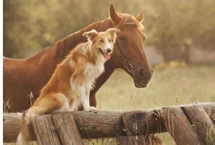 Magnetiseur animaux perigueux guerisseur animalier bergerac soins energetiques animaliers dordogne 24 1