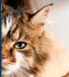 Magnetiseur animaux perigueux guerisseur animalier bergerac soins energetiques animaliers dordogne 24 2