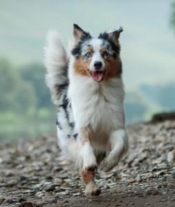 Magnetiseur animaux perigueux guerisseur animalier bergerac soins energetiques animaliers dordogne 25