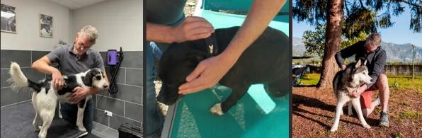 Masseur animalier massage canin felin equin