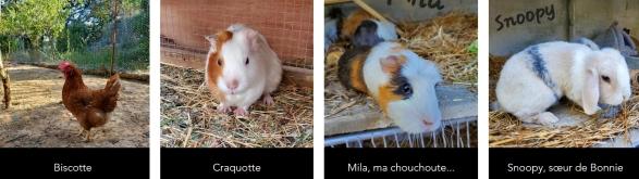 Mediation animale aix en provence zootherapie cabries equitherapie 13 mediation par l animal bouches du rhone 1