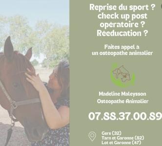 Osteopathe animalier agen osteopathie animale marmande osteopathe canin felin equin bovin lot et garonne 47 2