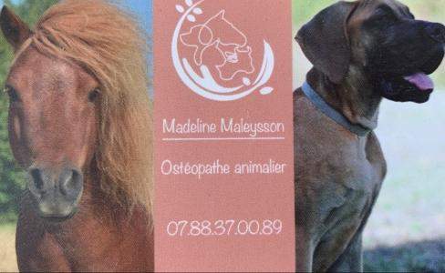 Osteopathe animalier agen osteopathie animale marmande osteopathe canin felin equin bovin lot et garonne 48