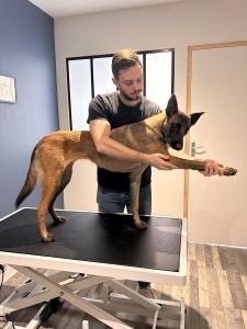 Osteopathe animalier alencon osteopathie animale orne osteopathe canin felin equin bovin 61 2