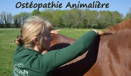 Osteopathe animalier angouleme osteopathie animale cognac osteopathe canin felin equin bovin charente 16 1