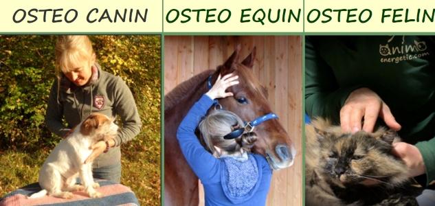 Osteopathe animalier angouleme osteopathie animale cognac osteopathe canin felin equin bovin charente 17