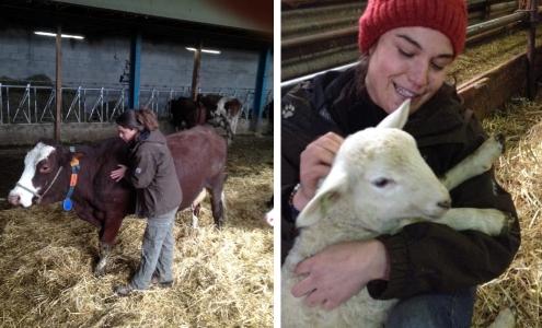 Osteopathe animalier bourg en bresse osteopathie animale oyonnax osteopathe canin felin equin bovin ain 01 3