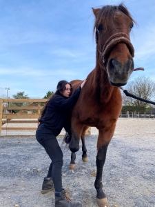 Osteopathe animalier caen osteopathie animale calvados osteopathe canin felin equin bovin 14 2