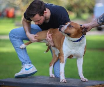 Osteopathe animalier caen osteopathie animale calvados osteopathe canin felin equin bovin 14 3