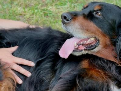 Osteopathe animalier la rochelle osteopathie animale saintes osteopathe canin felin equin bovin charentes maritimes 17 1