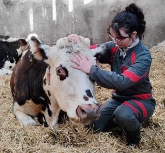 Osteopathe animalier la rochelle osteopathie animale saintes osteopathe canin felin equin bovin charentes maritimes 17 2