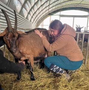 Osteopathe animalier montauban osteopathie animale tarn et garonne osteopathe canin felin equin bovin