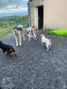 Pension canine montlucon pension feline moulins pension nac allier garde d animaux