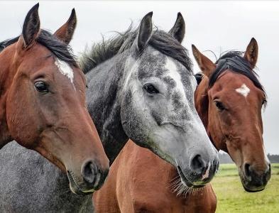 Reiki animalier toulouse soins energetiques animaliers haute garonne 31 4