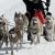 Stage decouverte musher conducteur chien de traineau cani kart ski joering