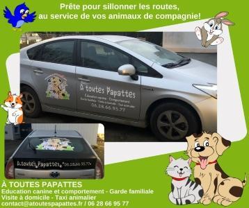 Taxi animalier rennes transport d animaux fougeres taxi canin felin nac ille et vilaine 36