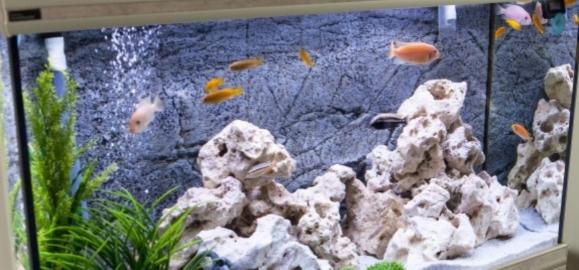 Vente aquarium d eau douce achat aquarium marin petites annonces entre particuliers