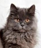 Vente chat british longhair achat chaton british longhair eleveur felin petites annonces entre particuliers