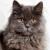 Vente chat british longhair achat chaton british longhair eleveur felin petites annonces entre particuliers